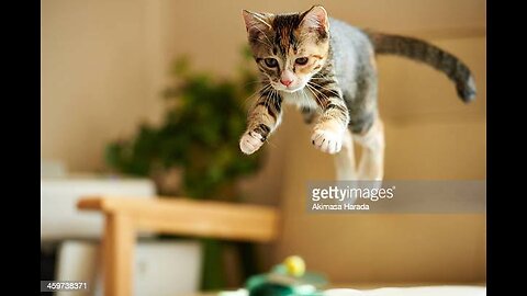 Jumping cat in slow motion