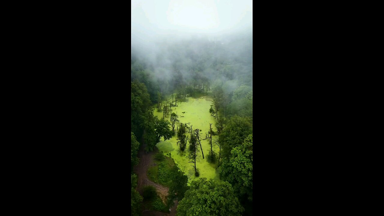 Beautiful forest view