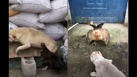 Dog - Chicken Fight - Funny Fight Video