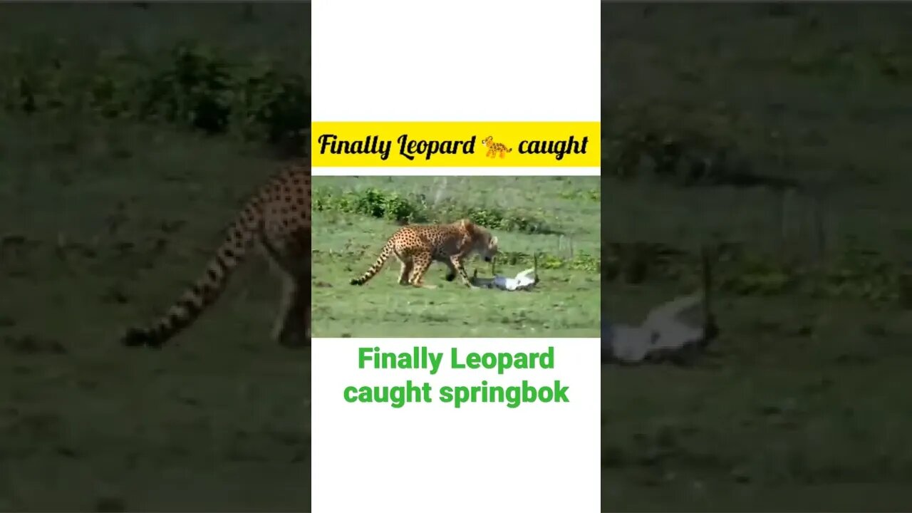 Finally Leopard caught springbok √ #shorts 🐅#youtubeshorts