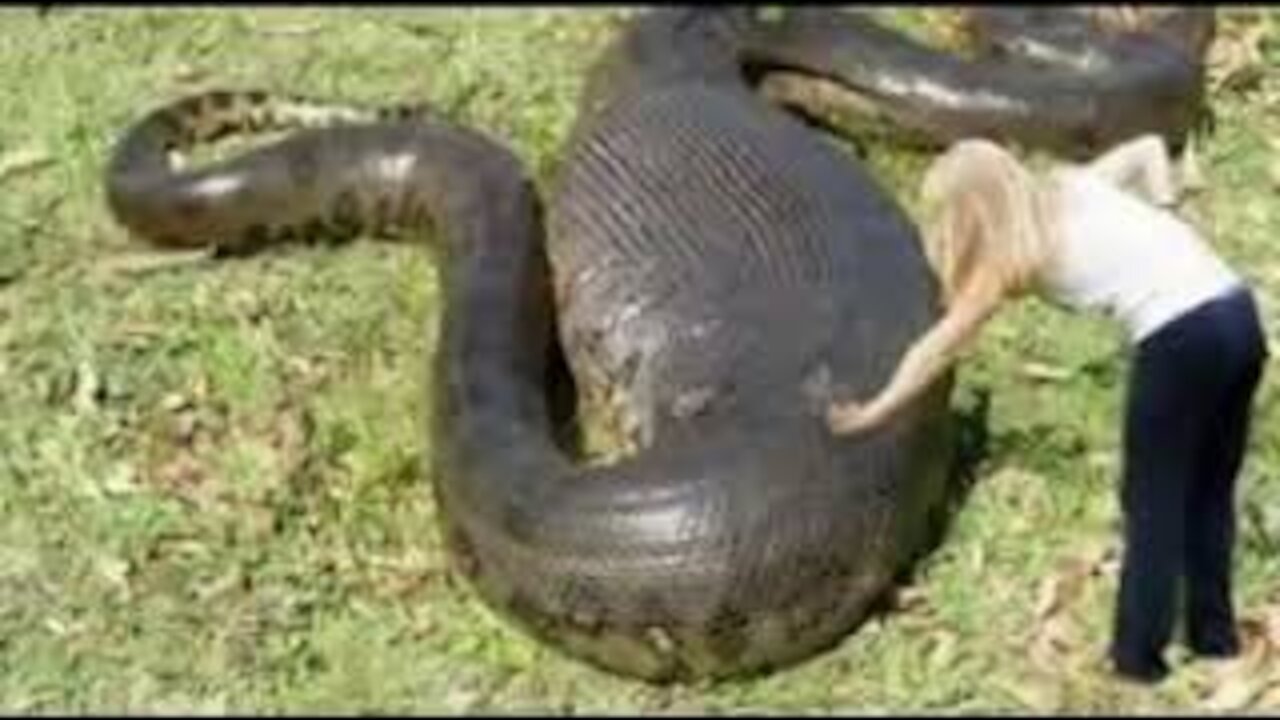 snake video 2021