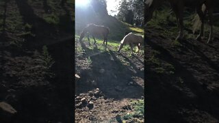 Stunning brumbies grazing in the wind