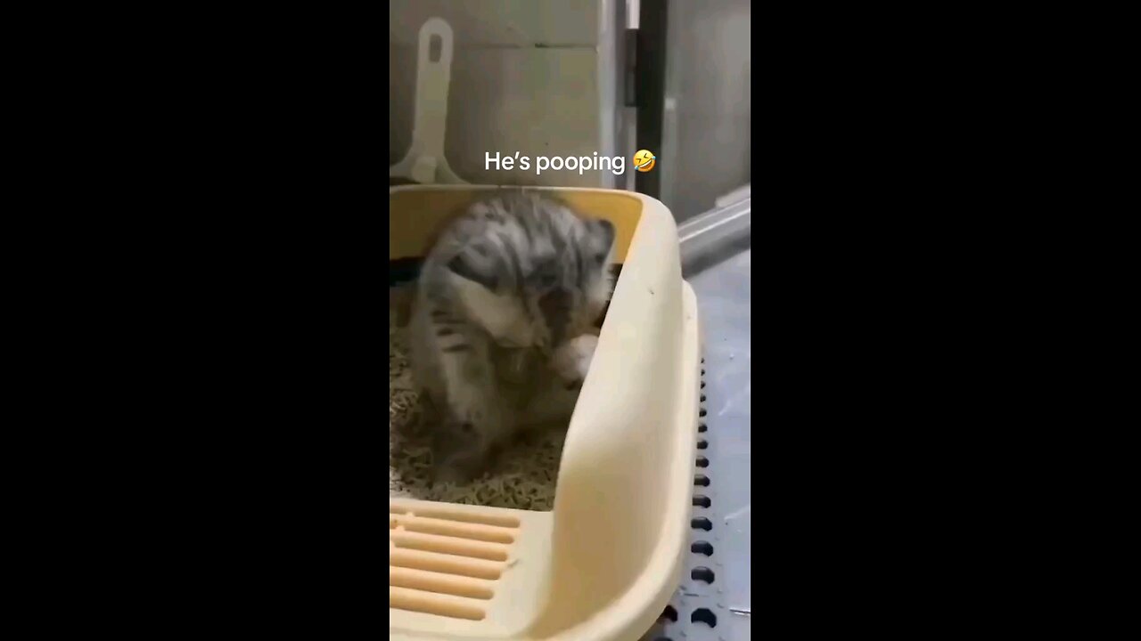 cat pooping