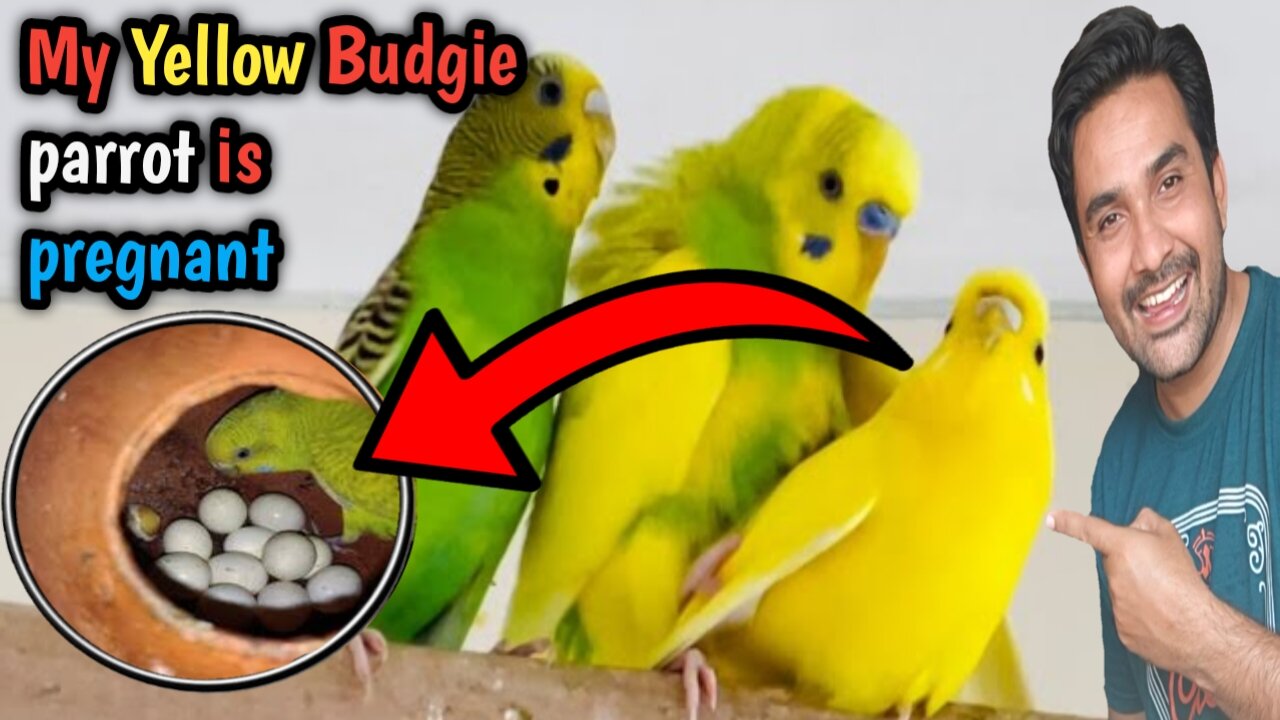 My Yellow Budgie Female parrot 🦜 is Pregnant | Budgies Ny Good News Dy Di 😊 Dk Farming Vlogs ☺️