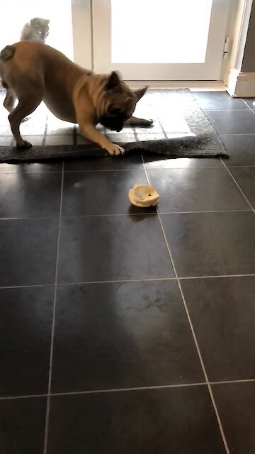 French Bulldog literally can't stop dancing for tasty treat
