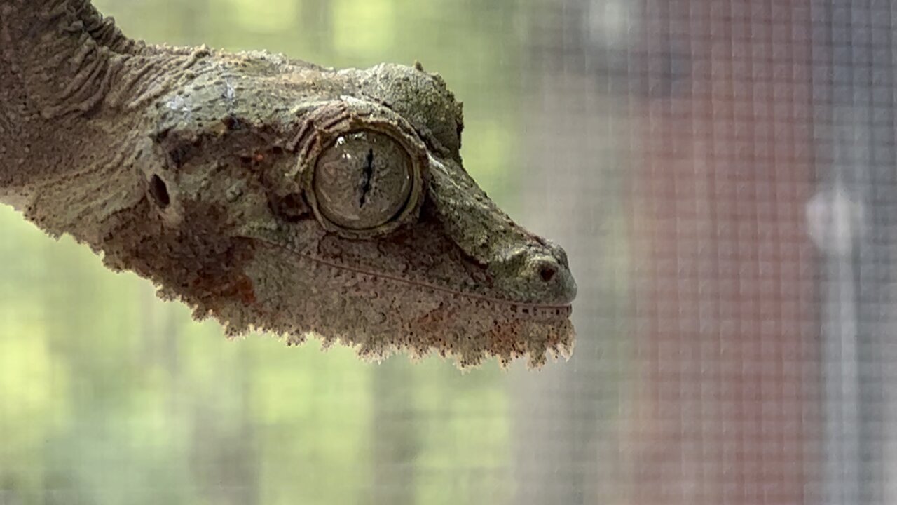 Uroplatus Samieti