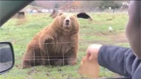 Urso mostra reflexo ao pegar comida arremessada