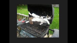 Dayton Ohio - African Migrants Cooking Cats Outside