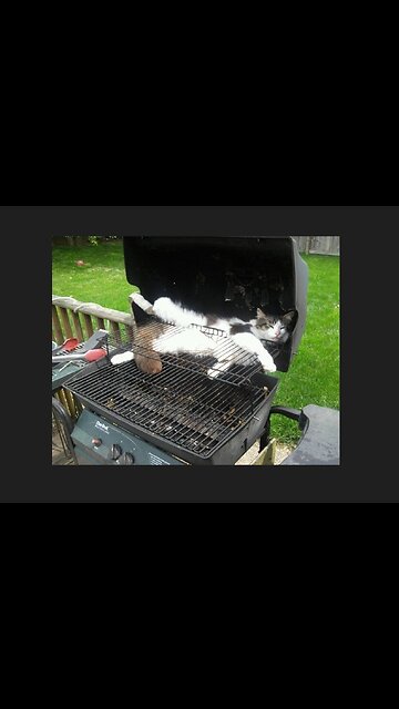 Dayton Ohio - African Migrants Cooking Cats Outside