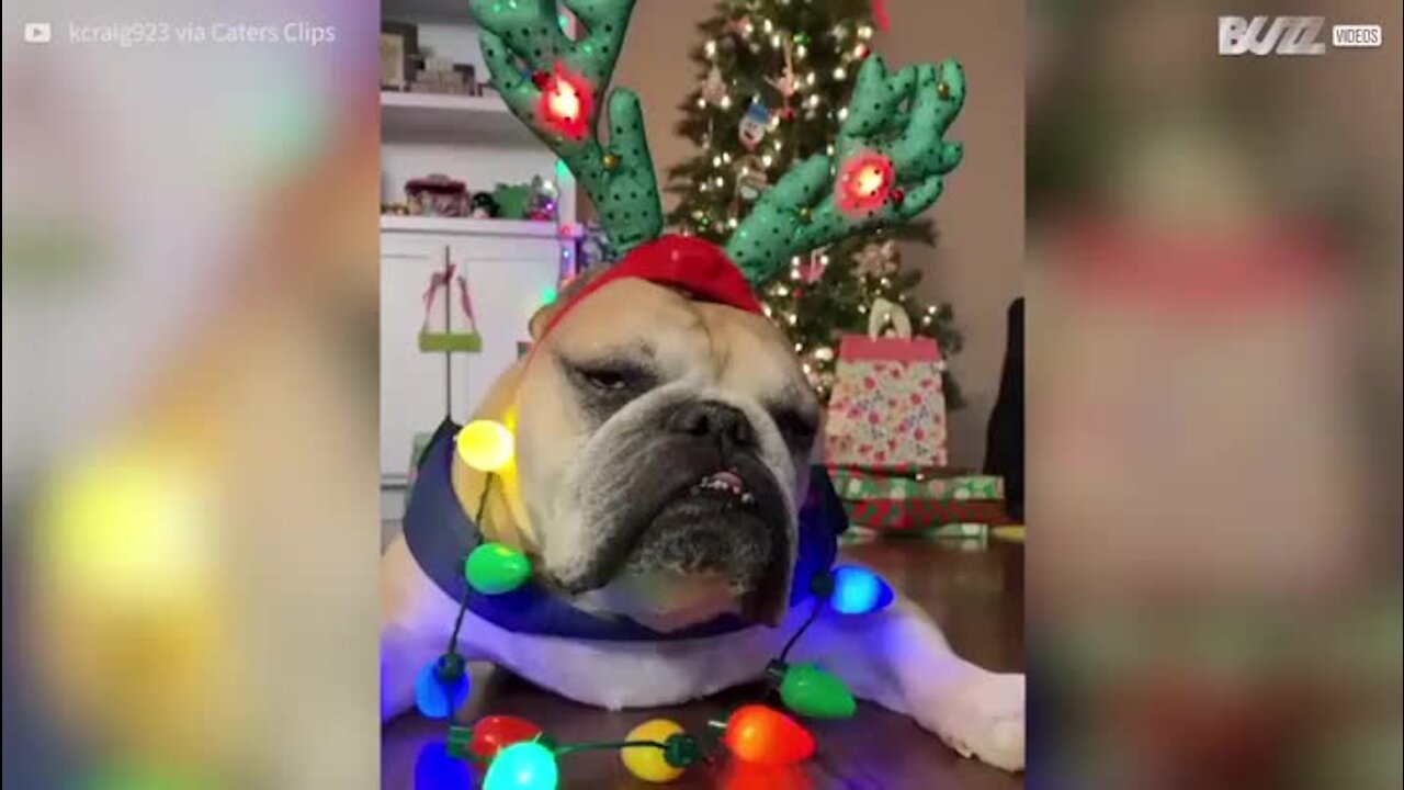 Voici un chien peu impressionné par son look de Noël