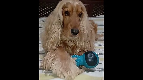 #dogshow , #animals , #dogs , #shorts