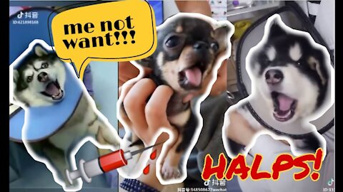 ANIMALS GO TO THE VET: Funniest REACTIONS - You'll LAUGH ALL DAY LONG # 4 | Dog Lovers