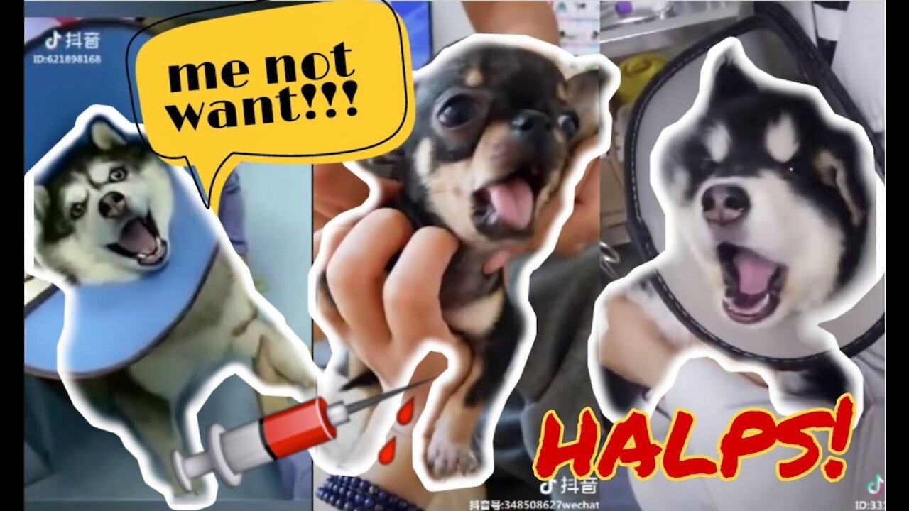 ANIMALS GO TO THE VET: Funniest REACTIONS - You'll LAUGH ALL DAY LONG # 4 | Dog Lovers