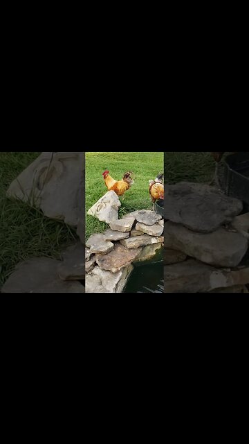 Brothers #chickens #homesteading #chickenlife