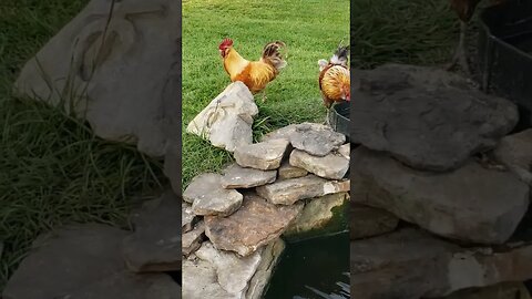 Brothers #chickens #homesteading #chickenlife