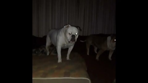 winnie keeps trying, but famke wont let him, she loves the play.