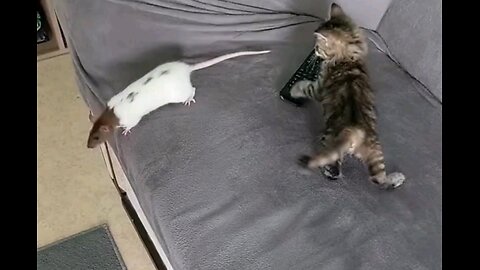 little kitten and rat 🐀 😻 trending video