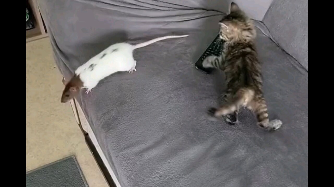 little kitten and rat 🐀 😻 trending video