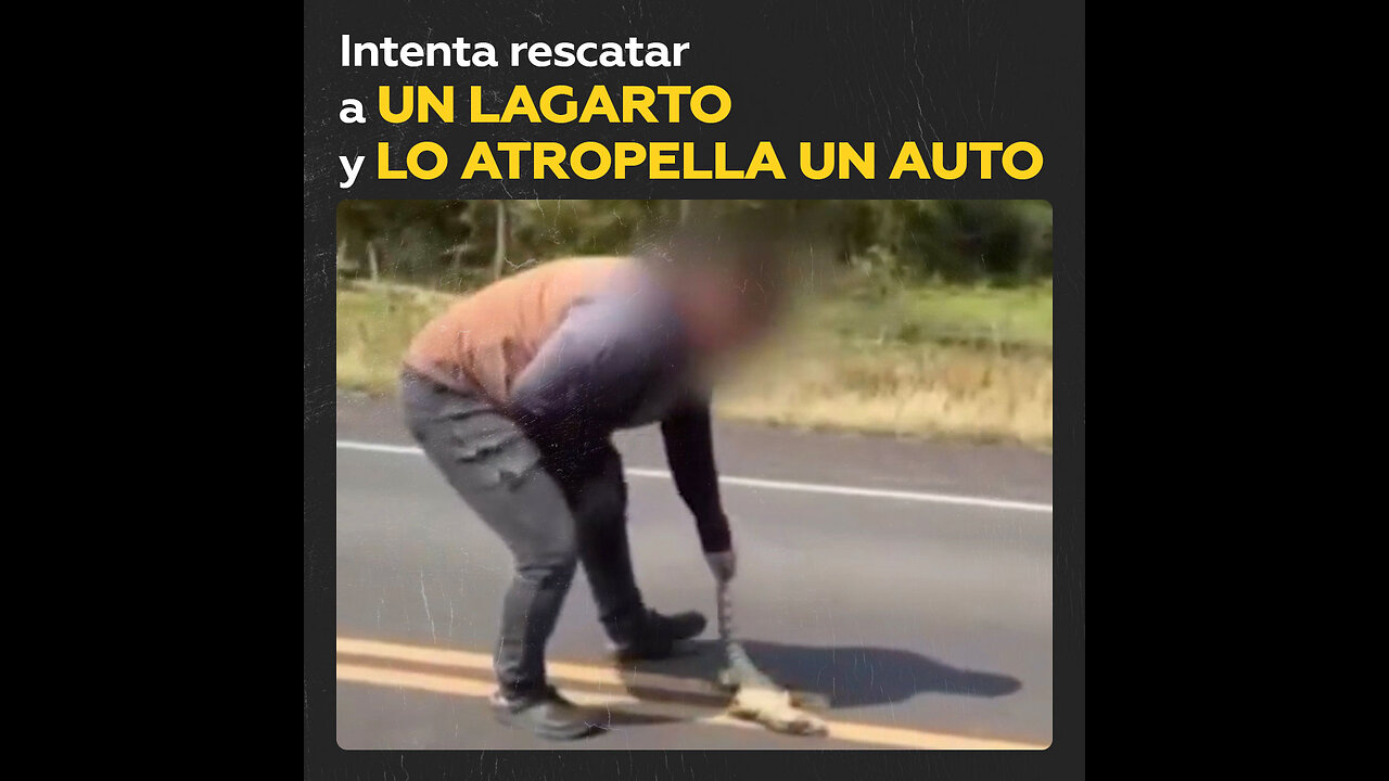 Intenta rescatar a un lagarto en mitad de la carretera y lo embiste un auto