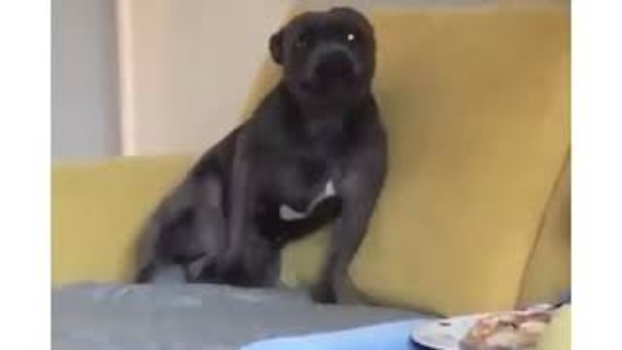 TOO FUNNY Dog Dancing On Couch