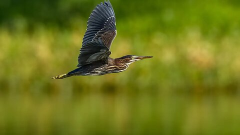 Green Heron Crossing Pond, Sony A1/Sony Alpha1, 4k