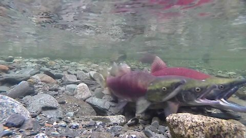 Sockeye salmon formation to get prey