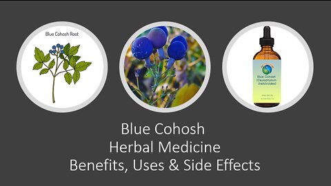 Blue Cohosh - Caulophyllum thalictroides - Herbal Medicine - Benefits, Uses & Side Effects