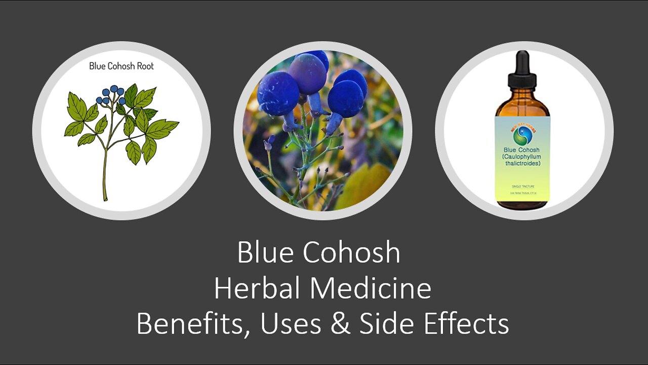 Blue Cohosh - Caulophyllum thalictroides - Herbal Medicine - Benefits, Uses & Side Effects