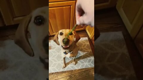 Puppy vs Asparagus