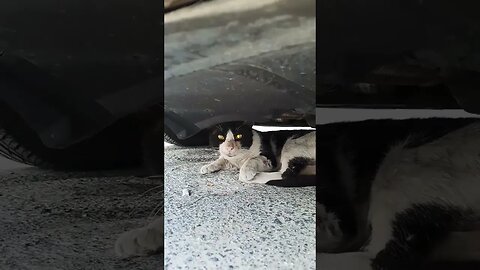 Cute cat under the car #shorts #viral #cat #animal