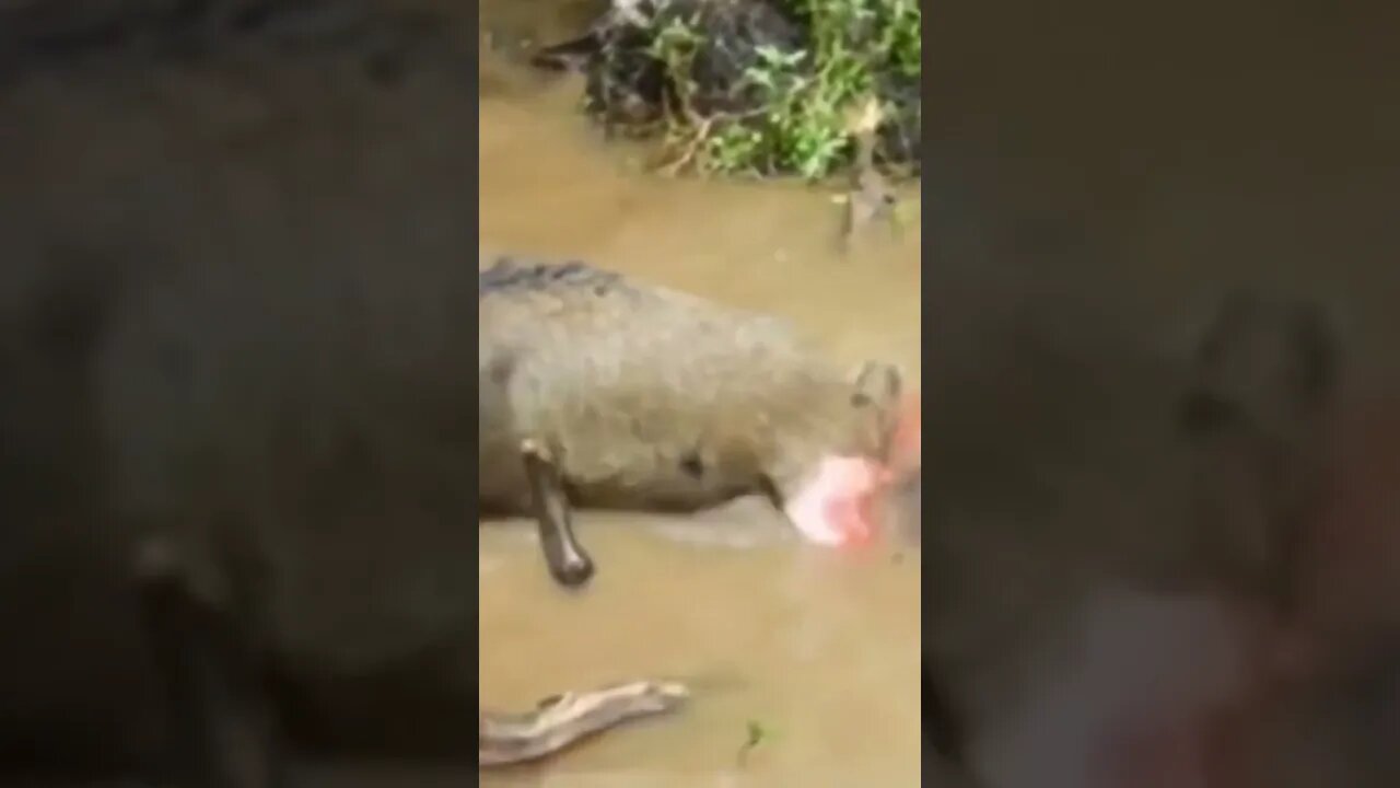 Turistas jogam de próposito comida para atrair porcos para a morte