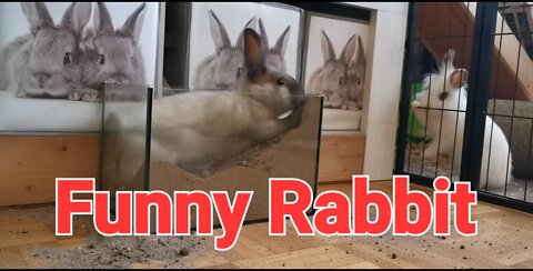 Funny Rabbit