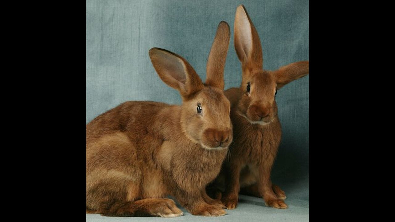 Two Rabbit's! Catch me if you can