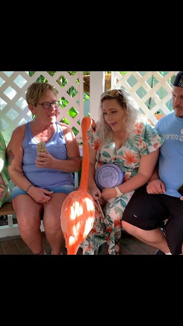 Friendly flamingo spends time with visitors