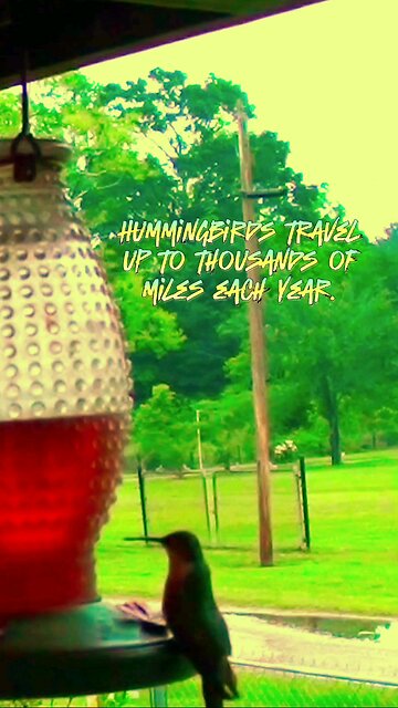 Hummingbirds savagely eat their helpless dinner!