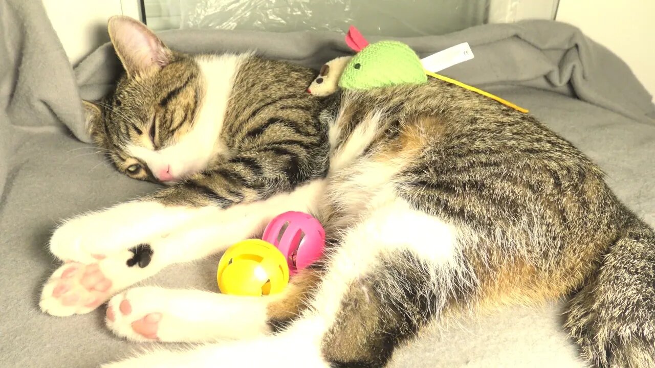 This Cat Is too Lazy to Play with His Many Toys