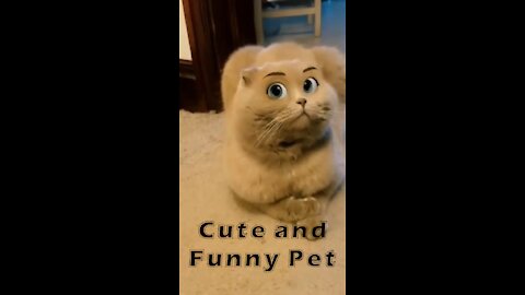 Baby Cats 2021 New - OMG Cute and Funny Pet Short Videos Compilation #2