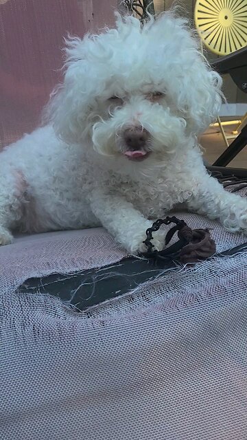 THEY WANT TO EAT MY DOGS