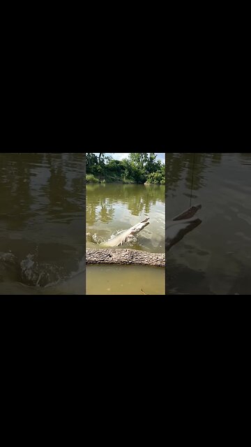 River Monster! #monsterfishing #outside #fish