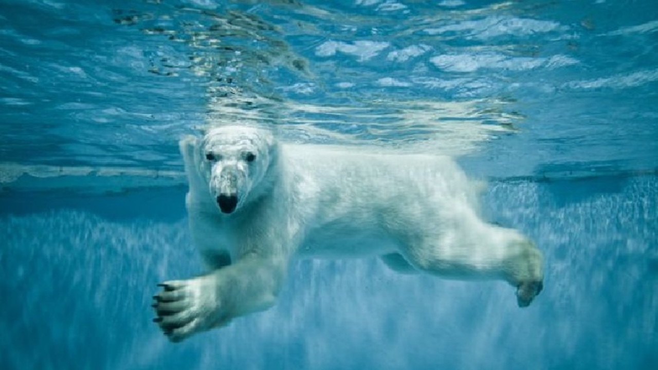 First time I've caught the polar bears in the water