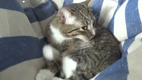 The Last Cat Gooming of 2022