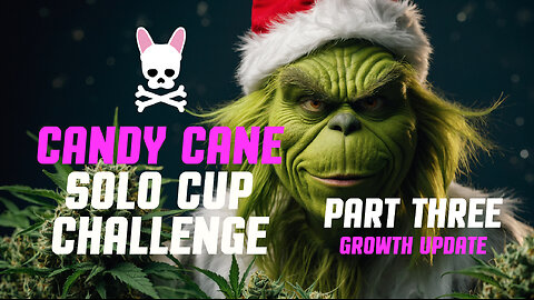 Grow Cup - Solo Cup Challenge - Episode 3 - Candy Cane Autoflower