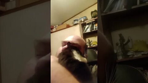 I get kitty loves #shortsfeed #shorts #shortsvideo #youtubeshorts #catvideos #cat