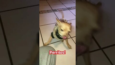 Funny chihuahua dogs 🐕