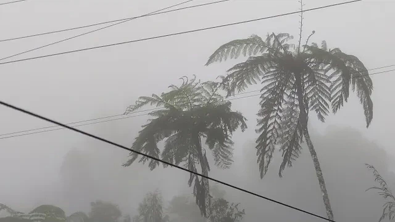 Checking the garden before super typhoon Betty (Mawar) strikes | A Better Life In The Philippines