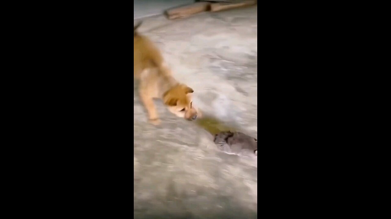 Dog's kid and rat Funny Video #animals funny videos #fun