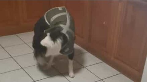 Dog fetches his own tail