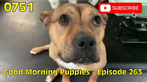 [0751] GOOD MORNING PUPPIES - EPISODE 263 [#dogs #doggos #doggies #puppies #dogdaycare]
