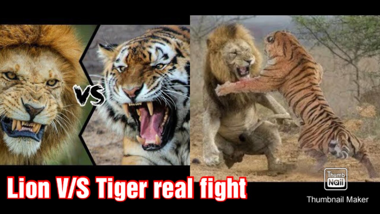 Lion V/S Tiger real fight