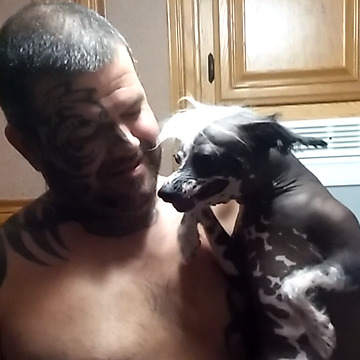 Opinionated Chihuahua In Action